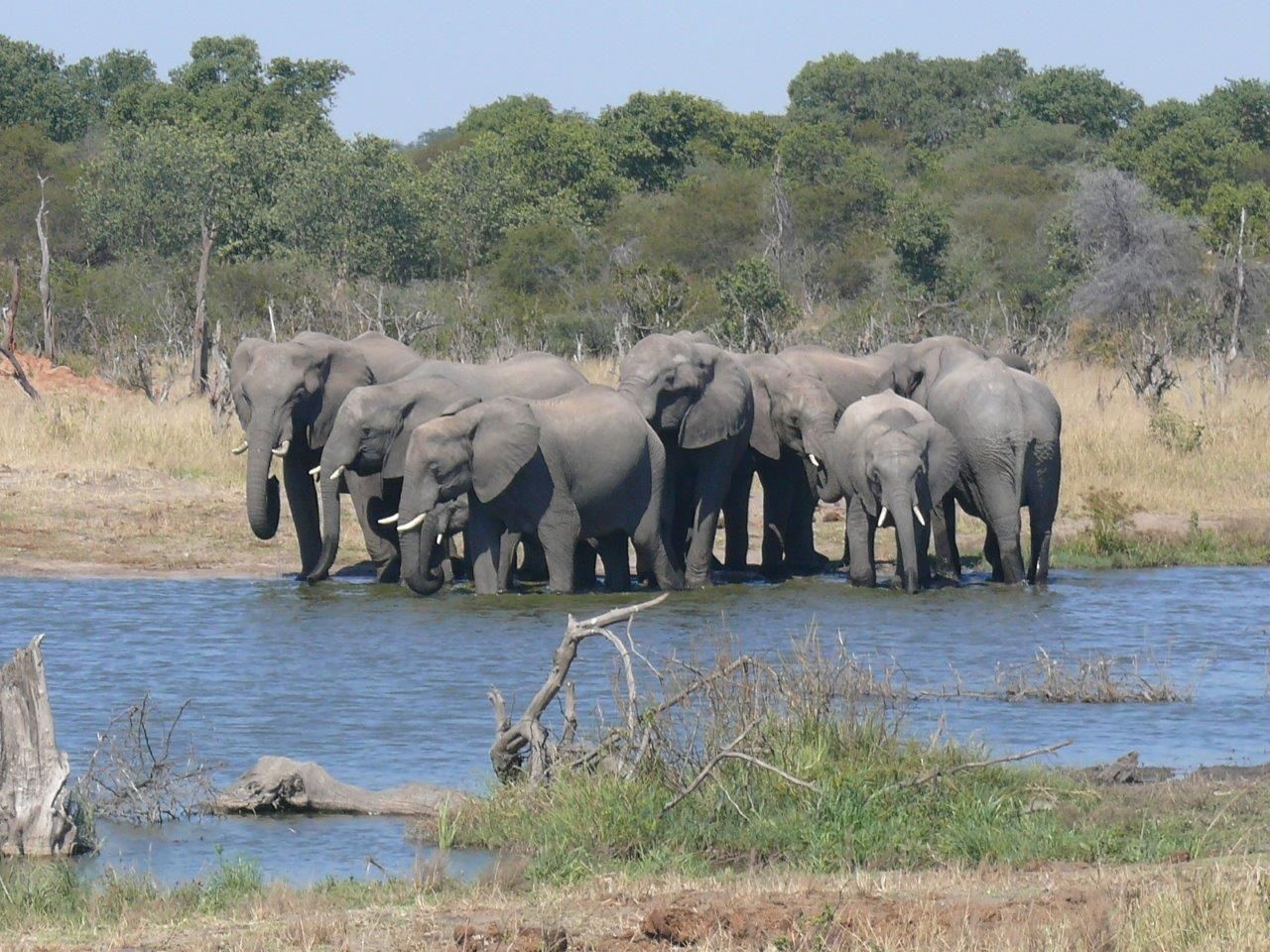 Elephants moving through Chobe safari country
