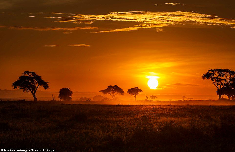Golden savannah landscape during safari